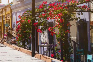 Baja california sur turismo