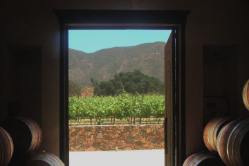 Bodega vinisterra