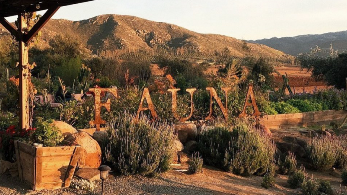 Fauna resurante baja california